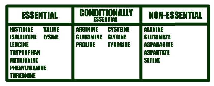 Amino Acid Chart