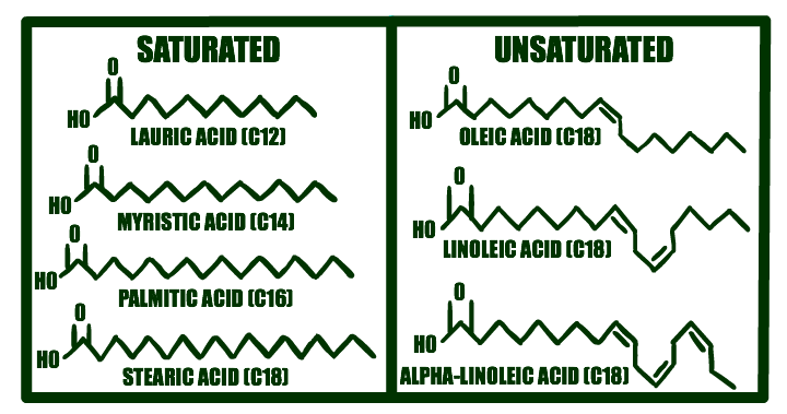 Molecular structure of saturated and unsaturated Fatty Acids 