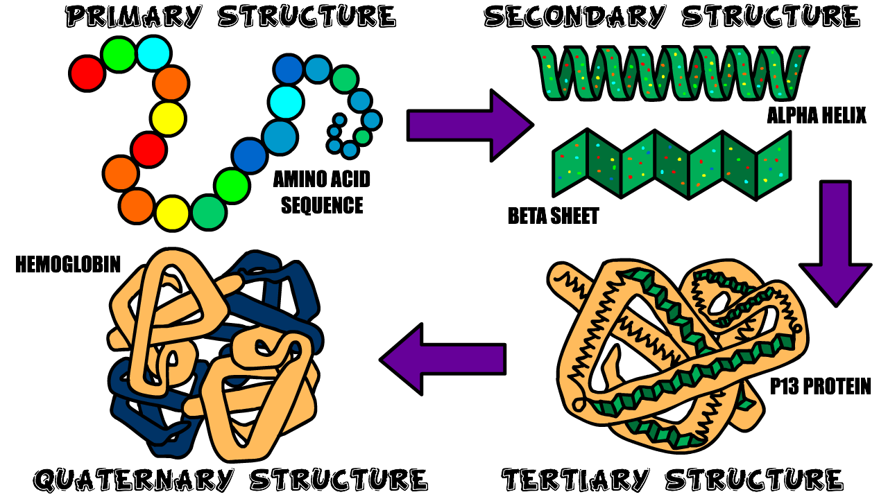 Protein structure process